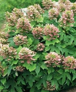 Garden Goods Direct Munchkin Oakleaf Hydrangea