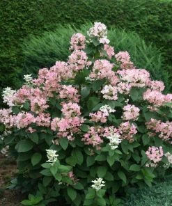 Garden Goods Direct Proven Winners® Color Choice® Quick Fire® Hydrangea