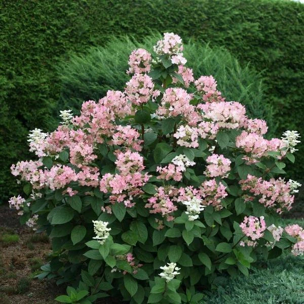 Garden Goods Direct Proven Winners® Color Choice® Quick Fire® Hydrangea 1 Garden Goods Direct Proven Winners® Color Choice® Quick Fire® Hydrangea