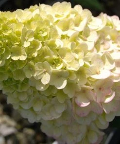 Garden Goods Direct First Editions® Strawberry Sundae® Hydrangea Shrubs