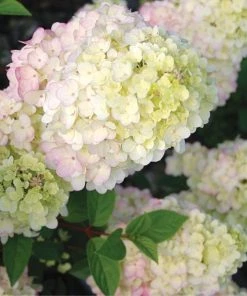 Garden Goods Direct First Editions® Strawberry Sundae® Hydrangea Shrubs
