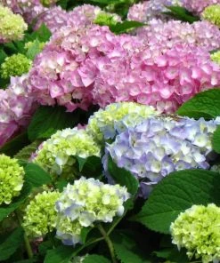 Garden Goods Direct Endless Summer® Hydrangea Shrubs 8 Garden Goods Direct Endless Summer® Hydrangea Shrubs