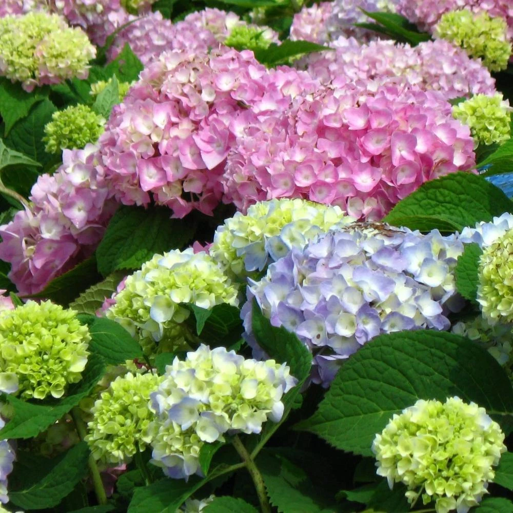 Garden Goods Direct Endless Summer® Hydrangea Shrubs 4 Garden Goods Direct Endless Summer® Hydrangea Shrubs