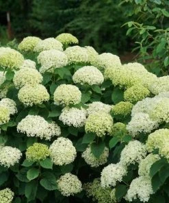 Garden Goods Direct Shrubs Invincibelle Limetta® Hydrangea