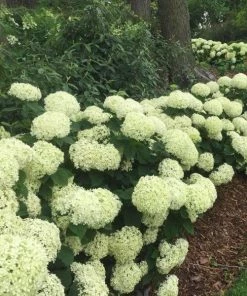 Garden Goods Direct Shrubs Invincibelle Limetta® Hydrangea