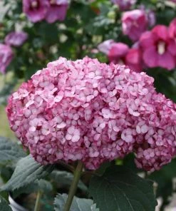 Garden Goods Direct Shrubs Proven Winners® Color Choice® Invincibelle Mini Mauvette® Hydrangea