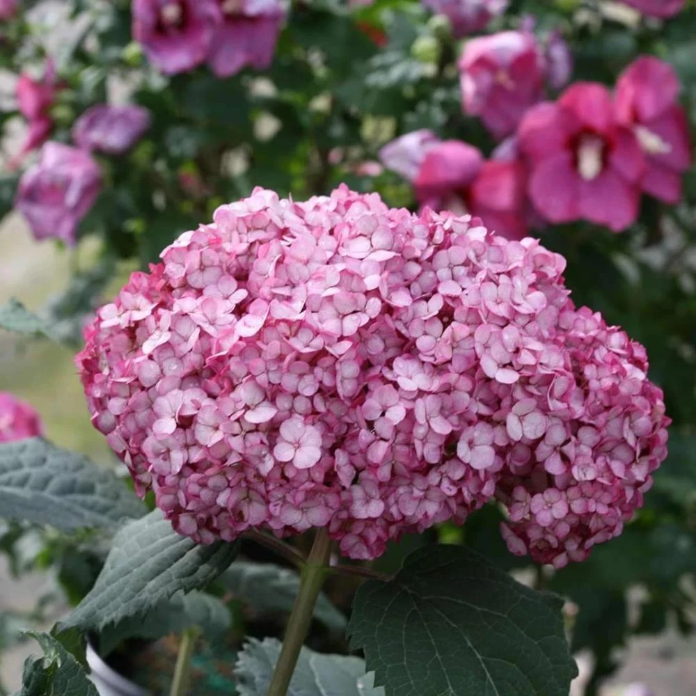 Garden Goods Direct Shrubs Proven Winners® Color Choice® Invincibelle Mini Mauvette® Hydrangea 2 Garden Goods Direct Shrubs Proven Winners® Color Choice® Invincibelle Mini Mauvette® Hydrangea