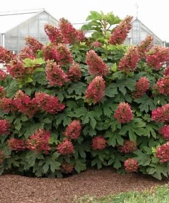 Garden Goods Direct Ruby Slippers Hydrangea Shrubs