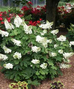 Garden Goods Direct Ruby Slippers Hydrangea Shrubs