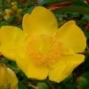 Garden Goods Direct Shrubs Hypericum Hidcote