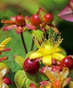 Garden Goods Direct Shrubs Hypericum Pumpkin