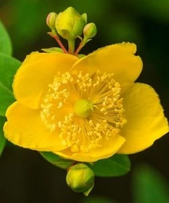 Garden Goods Direct Shrubs Hypericum Pumpkin
