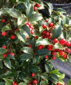 Garden Goods Direct Blue Princess Holly 6 Garden Goods Direct Blue Princess Holly