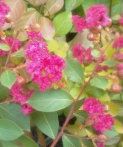 Garden Goods Direct Pocomoke Crape Myrtle 6 Garden Goods Direct Pocomoke Crape Myrtle