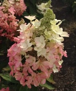 Garden Goods Direct Flare Hydrangea