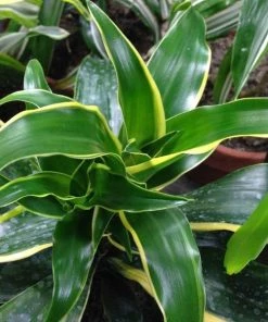 Garden Goods Direct Dracaena Dorado