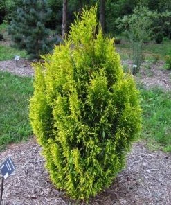 Garden Goods Direct Trees Arborvitae Forever Goldy