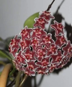 Garden Goods Direct Hoya Pubicalyx Splash 5 Garden Goods Direct Hoya Pubicalyx Splash