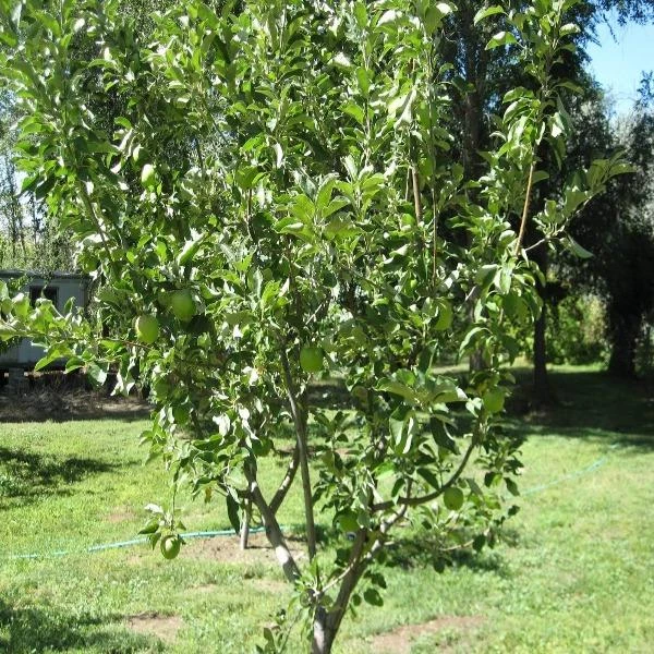 Garden Goods Direct Granny Smith Apple Tree Trees 4 Garden Goods Direct Granny Smith Apple Tree Trees