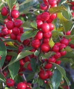 Garden Goods Direct Shrubs Red Sprite Winterberry Holly