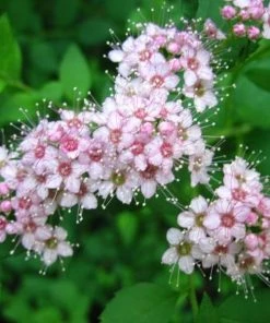 Garden Goods Direct Little Princess Spirea