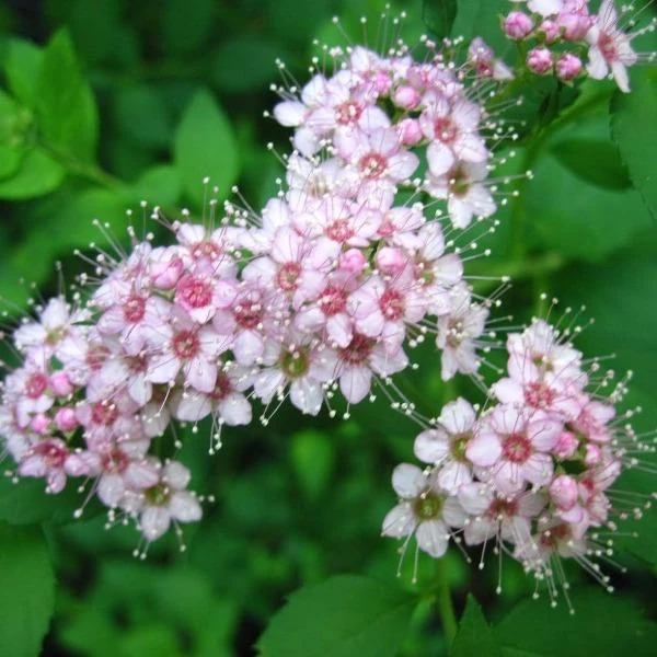 Garden Goods Direct Little Princess Spirea 2 Garden Goods Direct Little Princess Spirea