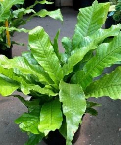 Garden Goods Direct Crocodile Fern House Plants