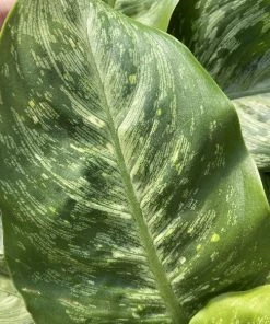 Garden Goods Direct House Plants Dieffenbachia Memoria Corsii