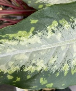 Garden Goods Direct House Plants Dieffenbachia Panther Dumb Cane