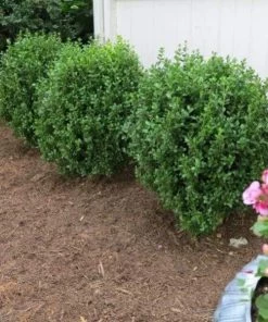 Garden Goods Direct Shrubs NewGen Freedom Boxwood 6 Garden Goods Direct Shrubs NewGen Freedom Boxwood