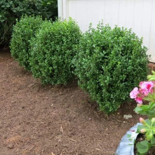 Garden Goods Direct Shrubs NewGen Freedom Boxwood 3 Garden Goods Direct Shrubs NewGen Freedom Boxwood