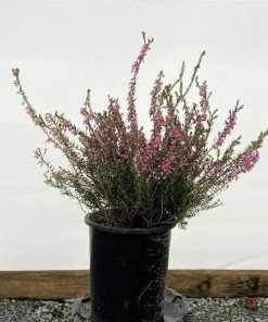 Garden Goods Direct Mediterranean Pink Heather