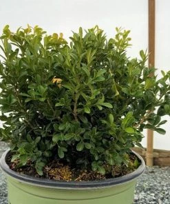 Garden Goods Direct NewGen Independence Boxwood Shrubs 7 Garden Goods Direct NewGen Independence Boxwood Shrubs