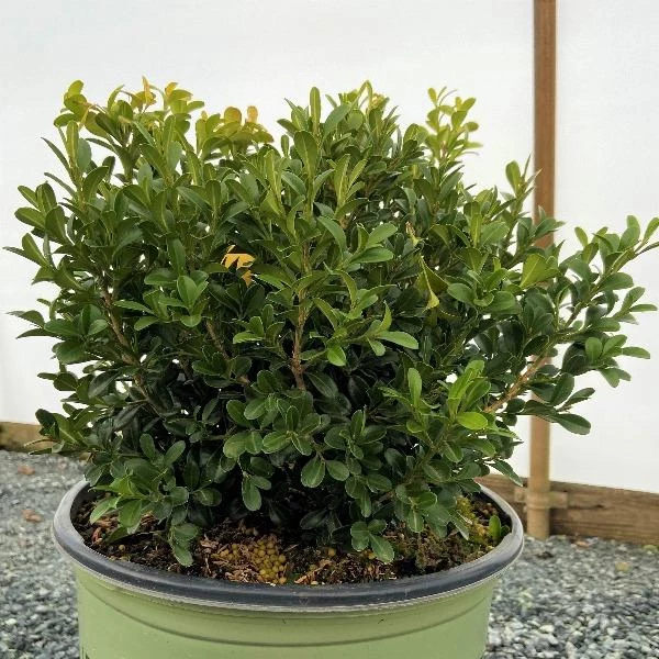 Garden Goods Direct NewGen Independence Boxwood Shrubs 4 Garden Goods Direct NewGen Independence Boxwood Shrubs