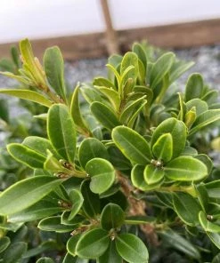 Garden Goods Direct NewGen Independence Boxwood Shrubs 6 Garden Goods Direct NewGen Independence Boxwood Shrubs