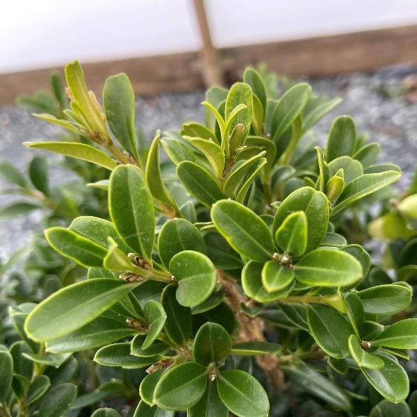 Garden Goods Direct NewGen Independence Boxwood Shrubs 3 Garden Goods Direct NewGen Independence Boxwood Shrubs
