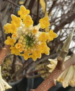 Garden Goods Direct Edgeworthia Chrysantha Shrubs