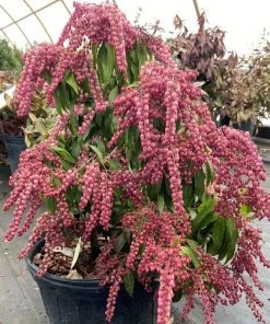 Garden Goods Direct Shrubs Pieris Katsura