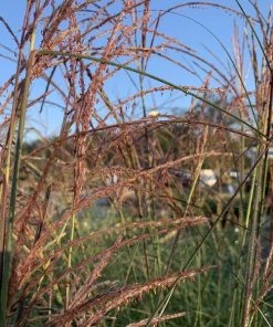 Garden Goods Direct Miscanthus Adagio