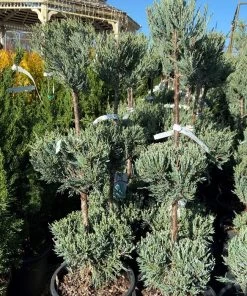Garden Goods Direct Trees Moonglow Juniper Three Tier Topiary