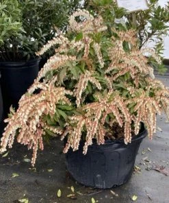 Garden Goods Direct Pieris Mountain Fire