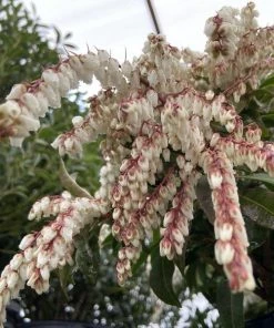 Garden Goods Direct Pieris Mountain Fire