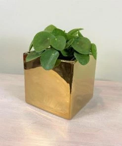 Garden Goods Direct Square Ceramic Plant Pot 7 Garden Goods Direct Square Ceramic Plant Pot