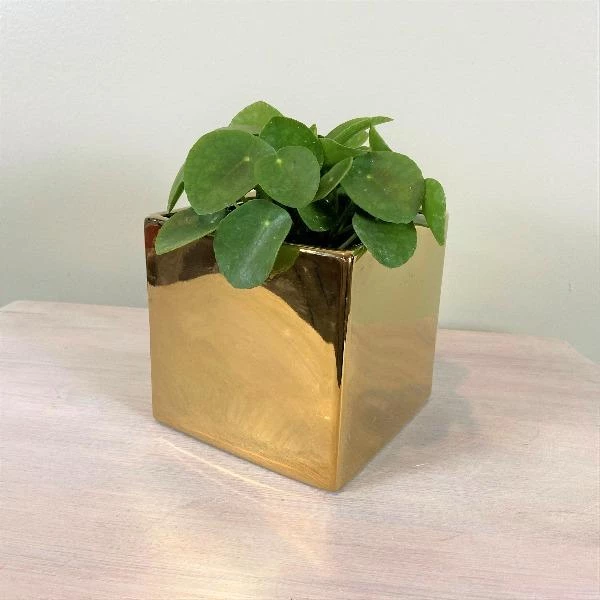Garden Goods Direct Square Ceramic Plant Pot 4 Garden Goods Direct Square Ceramic Plant Pot