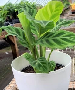 Garden Goods Direct Calathea Zebra 7 Garden Goods Direct Calathea Zebra