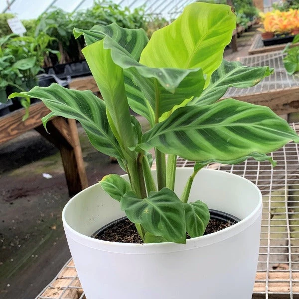 Garden Goods Direct Calathea Zebra 4 Garden Goods Direct Calathea Zebra