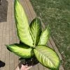 Garden Goods Direct Dieffenbachia Marianne House Plants
