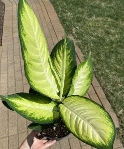 Garden Goods Direct Dieffenbachia Marianne House Plants