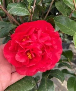 Garden Goods Direct Camellia Kramer's Supreme 6 Garden Goods Direct Camellia Kramer's Supreme