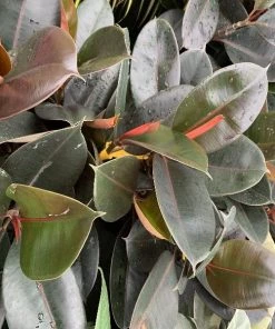 Garden Goods Direct Ficus Burgundy House Plants